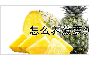 怎么养菠萝头