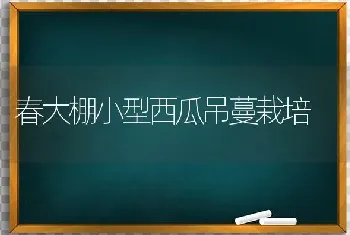 春大棚小型西瓜吊蔓栽培