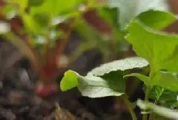 水果萝卜最佳种植时间,生长期及栽培时间?