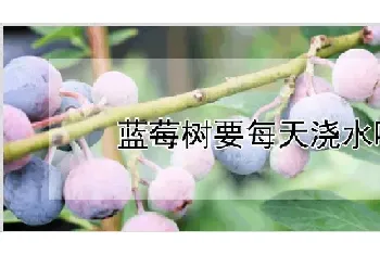 蓝莓树要每天浇水吗