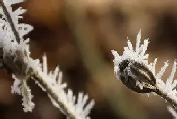 冰子是什么植物?