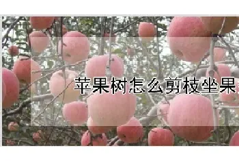 苹果树怎么剪枝坐果多