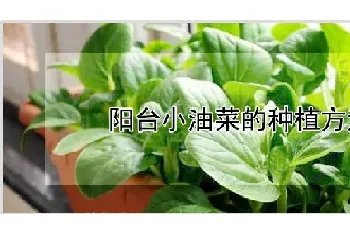 阳台小油菜的种植方法