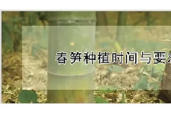 春笋种植时间与要求