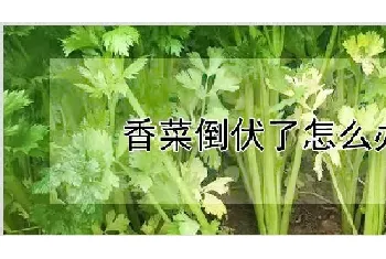 香菜倒伏了怎么办