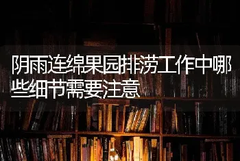 阴雨连绵果园排涝工作中哪些细节需要注意