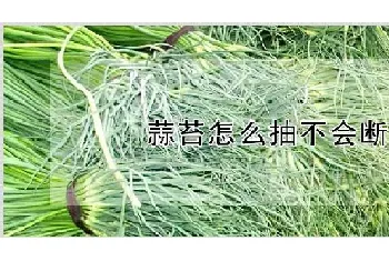 蒜苔怎么抽不会断