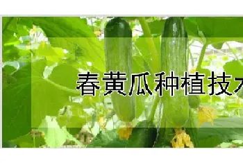 春黄瓜种植技术