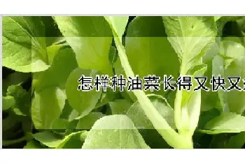 怎样种油菜长得又快又好