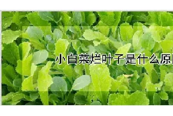 小白菜烂叶子是什么原因