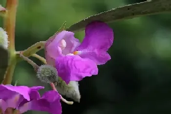 凤仙花的寓意和象征含义(凤仙花象征着什么意义)