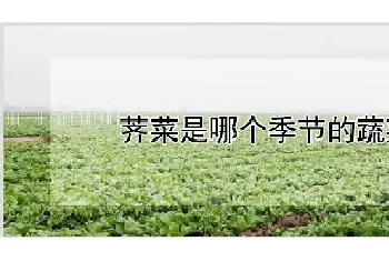 荠菜是哪个季节的蔬菜