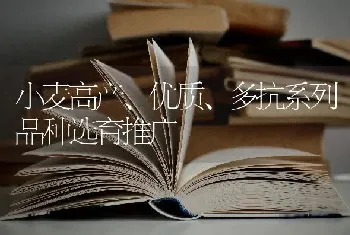 小麦高产、优质、多抗系列品种选育推广