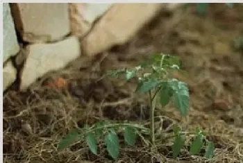 番茄定植后的管理技术介绍