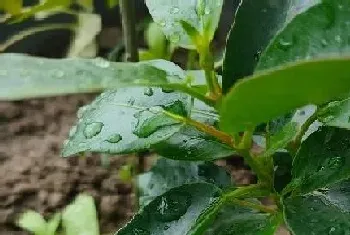 飘香藤冬天开花吗?飘香藤开发季节与植物学史