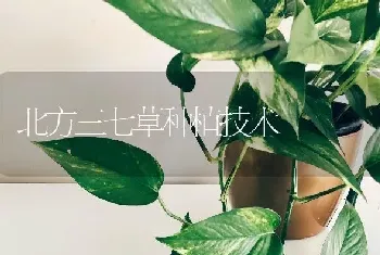 北方三七草种植技术