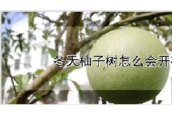 冬天柚子树怎么会开花