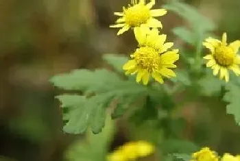 菊花什么季节开花,开花时间与花期月份?