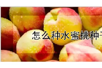 怎么种水蜜桃种子