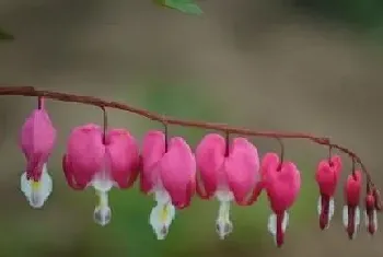 北向客厅适合养什么花或植物?