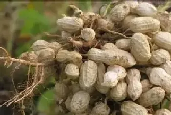 种植花生高产的诀窍,花生增产的管理技术与种植要点?