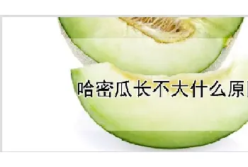 哈密瓜长不大什么原因