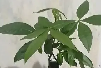 室内招财植物有哪些?室内招财植物大全