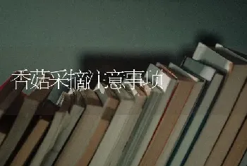 香菇采摘注意事项