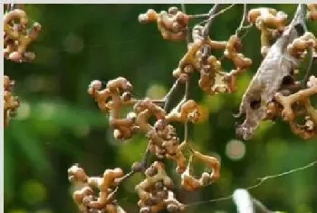 拐枣种植高产技巧