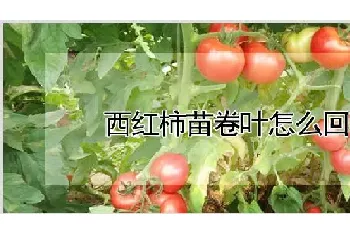 西红柿苗卷叶怎么回事