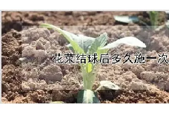 花菜结球后多久施一次肥