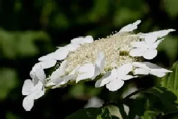 扬州的市花是什么花,琼花的象征与寓意?