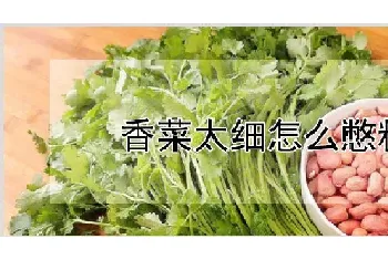 香菜太细怎么憋粗