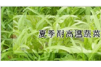 夏季耐高温蔬菜