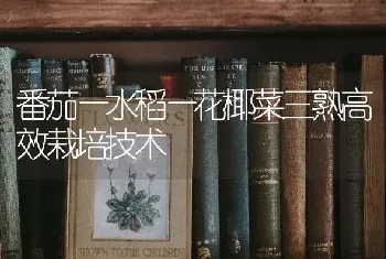 番茄—水稻—花椰菜三熟高效栽培技术