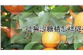 挂果沙糖桔怎样促花