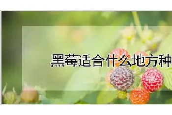 黑莓适合什么地方种植