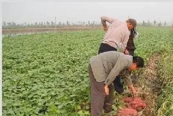 红薯高产种植技术讲解