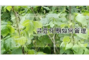 芸豆花期如何管理