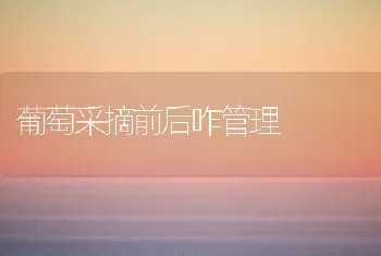 葡萄采摘前后咋管理