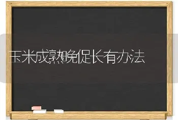 玉米成熟晚促长有办法