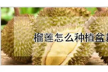 榴莲怎么种植盆栽