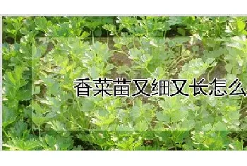 香菜苗又细又长怎么办