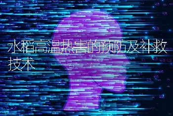 水稻高温热害的预防及补救技术