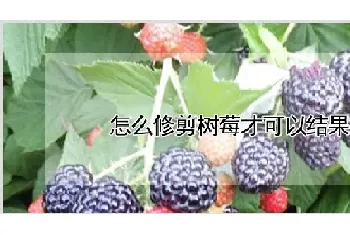 怎么修剪树莓才可以结果多