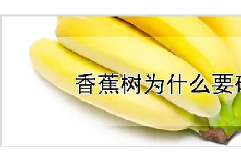 香蕉树为什么要砍