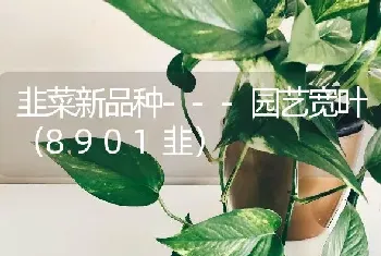 韭菜新品种---园艺宽叶(8901韭)