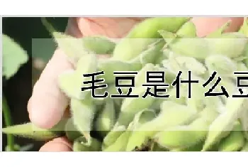 毛豆是什么豆