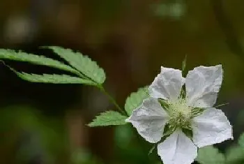 榆树花期是什么时候?