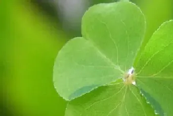 什么花的花语是好运?